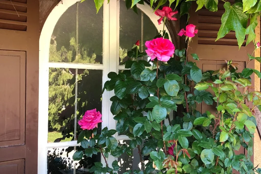 les champs rabats batiment colombage traditionnel lierre fleurs accueil ok