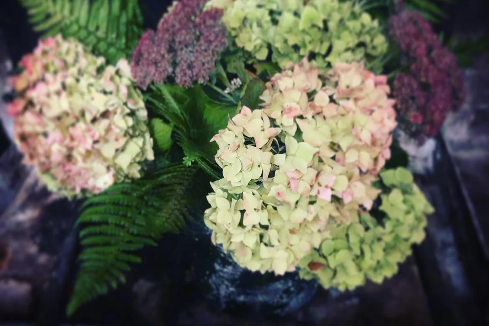les champs rabats jardin fleurs hortensias accueil ok + mes ok